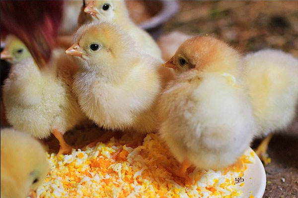 Dari anak ayam pertama diberikan probiotik dan vitamin