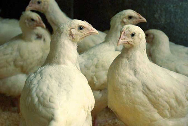 Probióticos têm um efeito benéfico sobre a microflora dos intestinos de galinhas