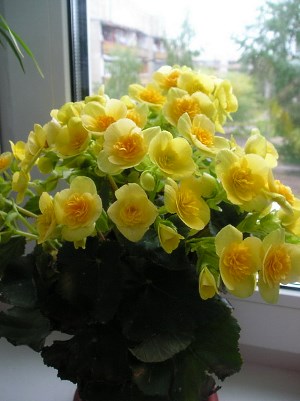 Желтые цветы бегонии Элатиор