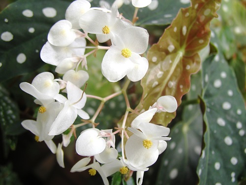 begonia cu flori albe