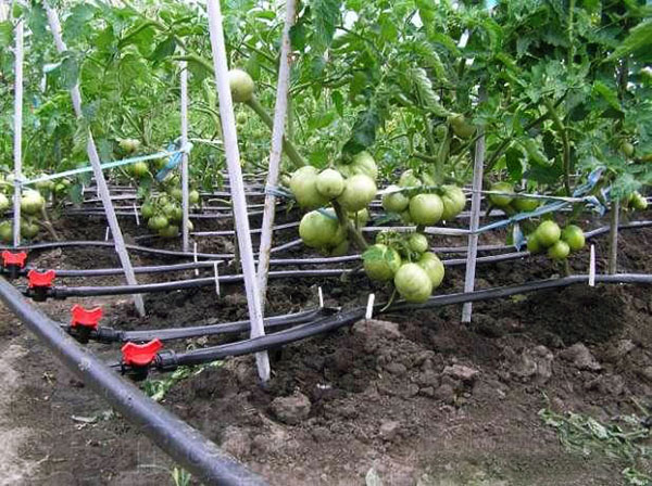 sistema de irrigação para regar um tomate