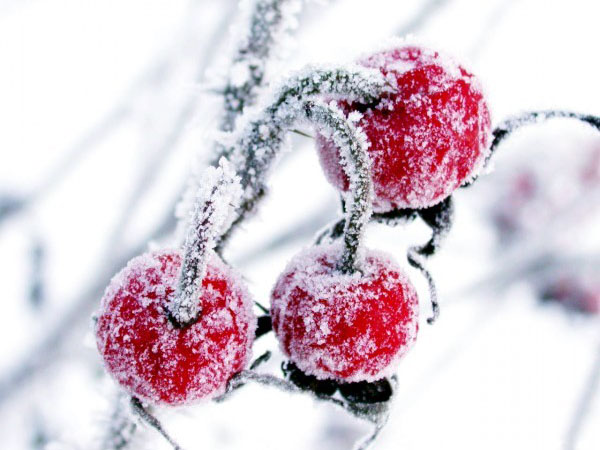 蔓越莓在雪下