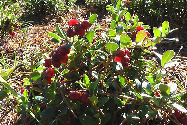 在花园里种植蔓越莓