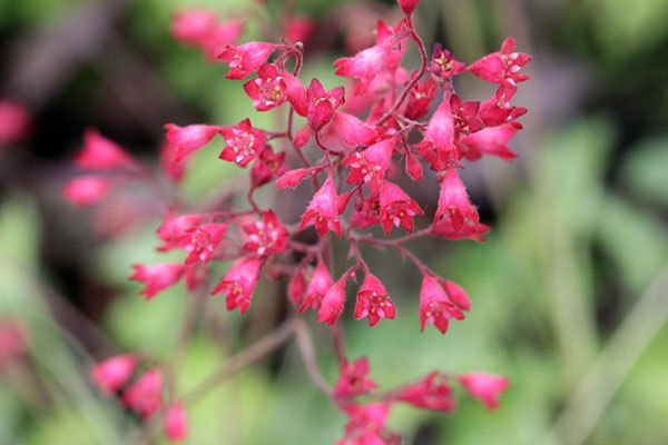 粉红色的花朵geychera