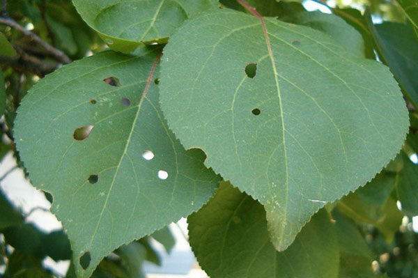 aphisia leaf aphrodisiasis
