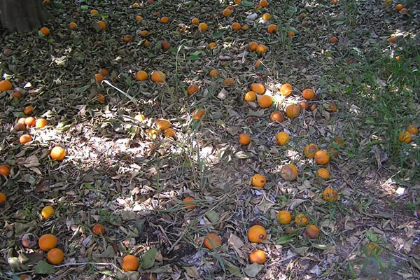 afwerpen van abrikozenvruchten