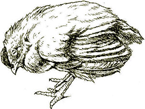 Hypovitaminos och avitaminos i kyckling