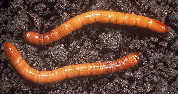 wireworm