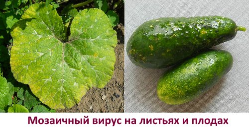 Mozaïekvirus op komkommers - foto