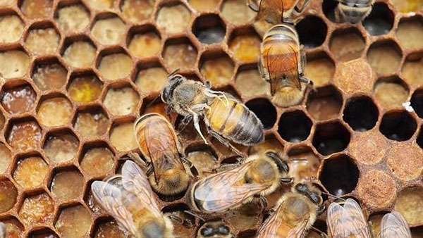 Lebah mudah terdedah kepada pelbagai penyakit