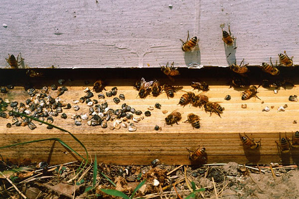 Ascosan en Unisan zijn van toepassing voor de behandeling van ascorbicose van bijen