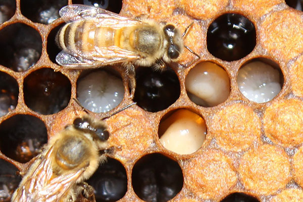 De nederlaag van bijen door foulbroods