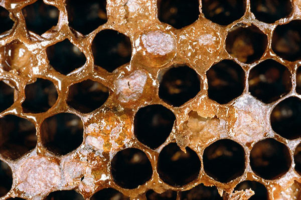 Regelbundna familjevisningar och desinfektion av bikupan - förebyggande av foulbroods
