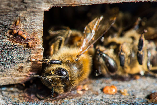 为了提高使用Lozewal的蜜蜂的免疫力