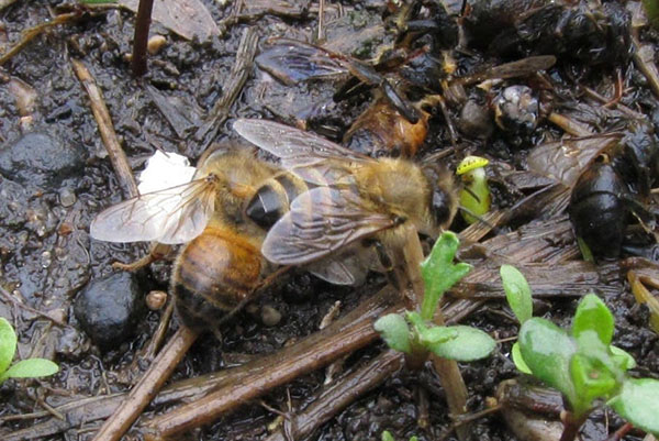 Violação das regras de manter as abelhas levando à sua doença