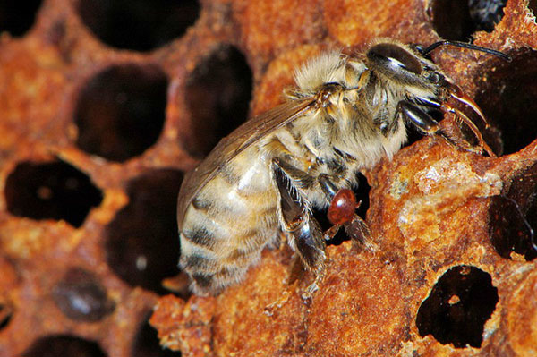 Včela zasiahnutá kliešťom