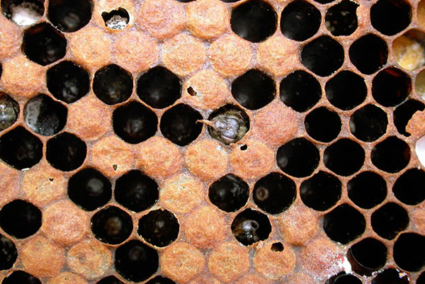 Varroatose de abelhas