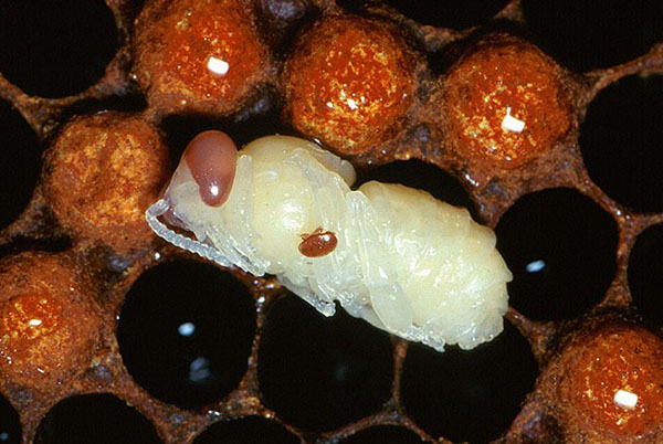 För behandling av bin används akaricidala och antibakteriella läkemedel