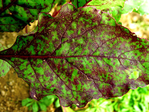Cercosporoza frunzelor de sfeclă