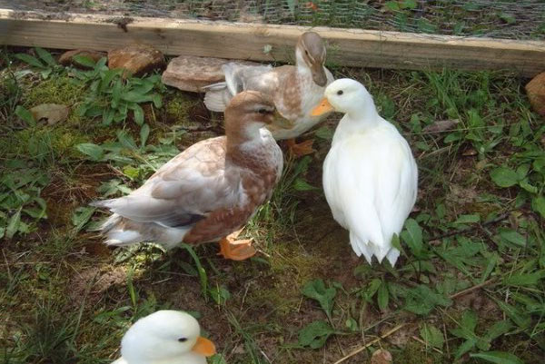 Os patos são apáticos, sonolentos e mal alimentados