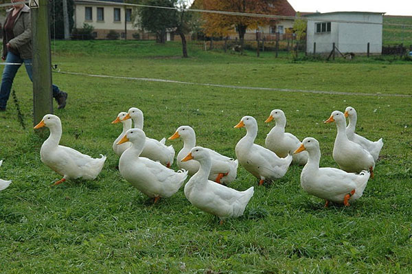 Patos no pasto