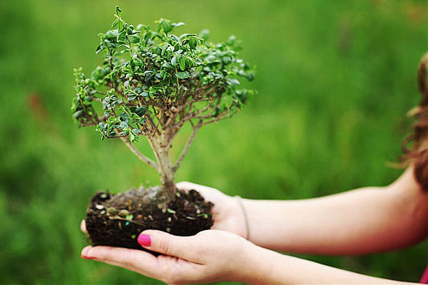 bonsai - pokok dalam miniatur