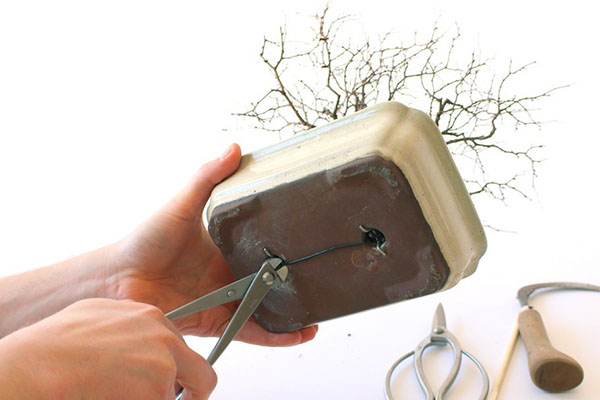 ukotvenie koreňov bonsai