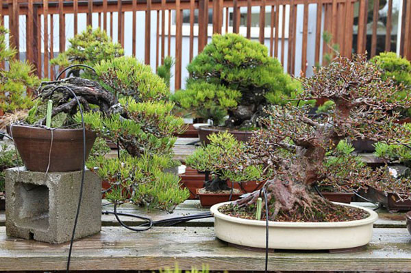 pengairan titisan untuk bonsai
