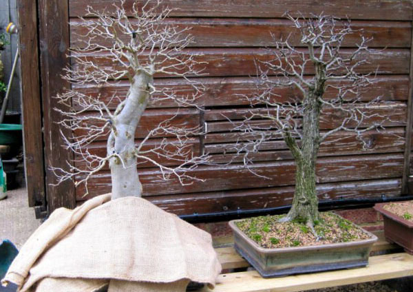 bonsai v zime