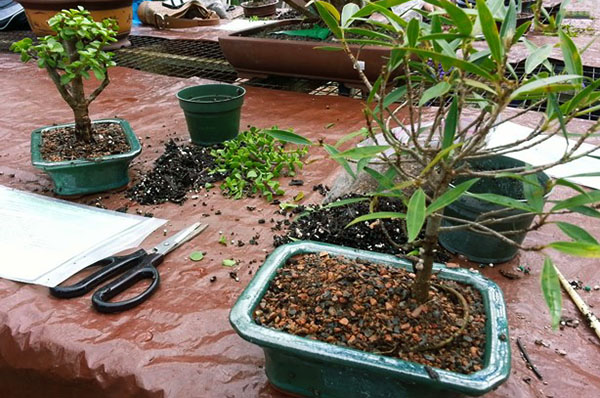proces pestovania bonsai