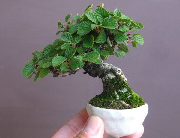 miniatuur volgroeide plant