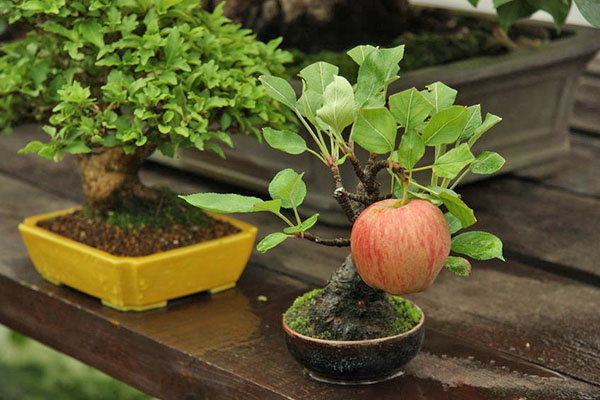bonsai epal