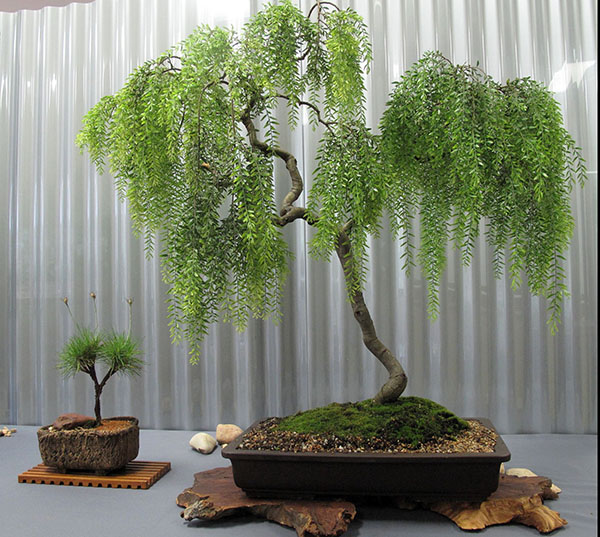 bonsai willow