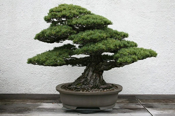 furu bonsai