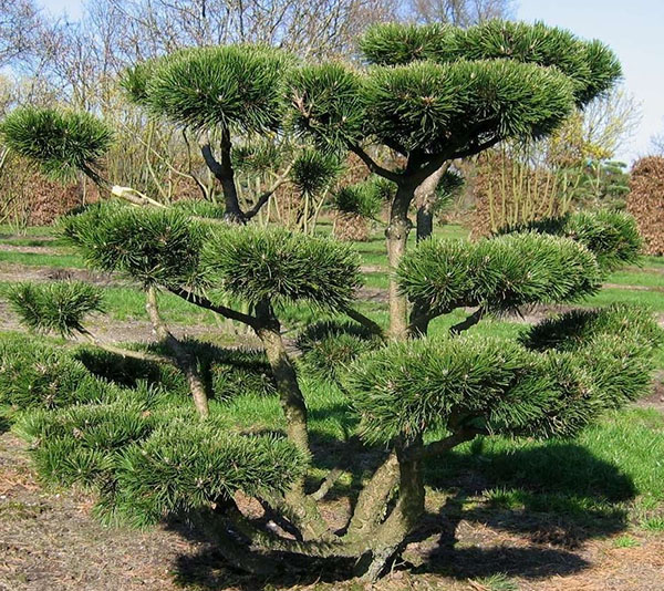 izvirni bonsai bor