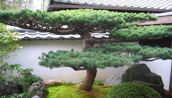 furu bonsai i forstedet området