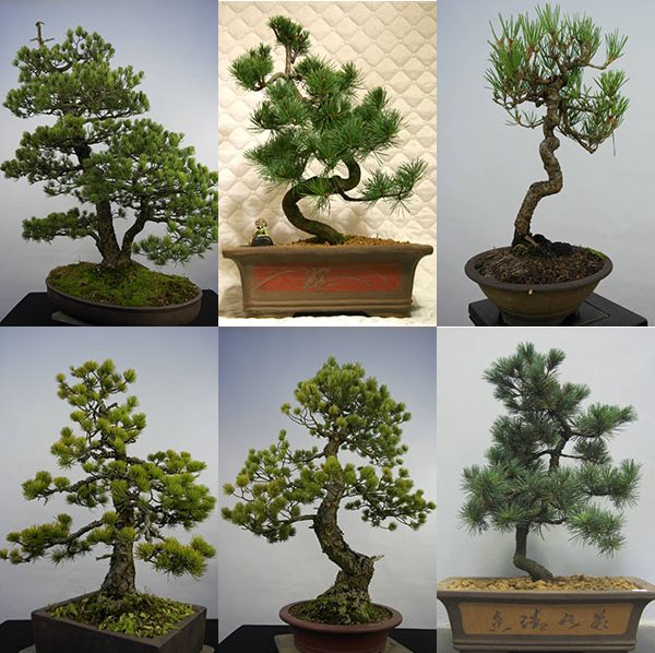 ideeën bonsai pine