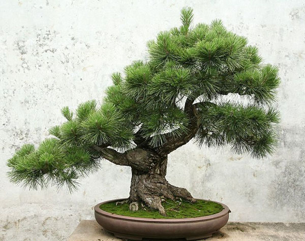 posebna posoda za bonsai bor