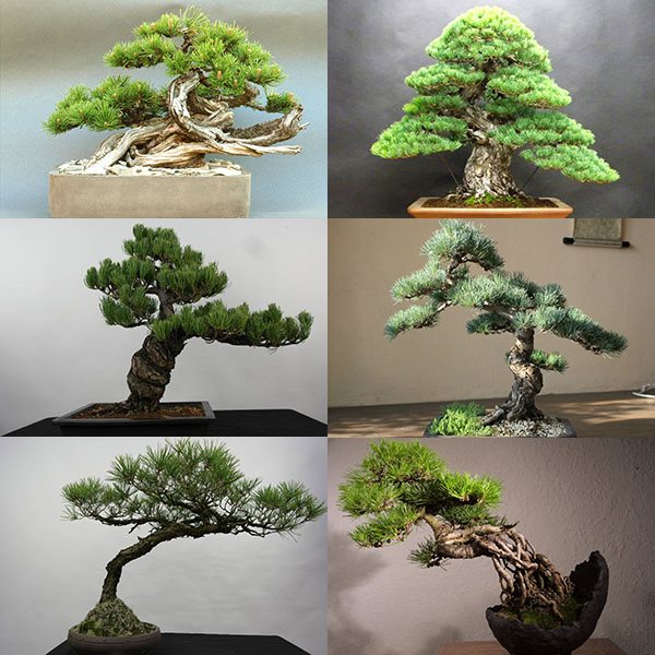 dekorasjon av furu bonsai
