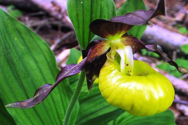 Orchid Venus Slipper
