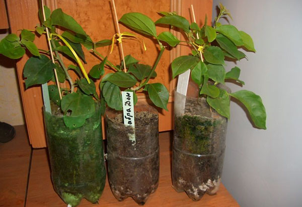 Puțin mai multe plante tinere pot fi transplantate