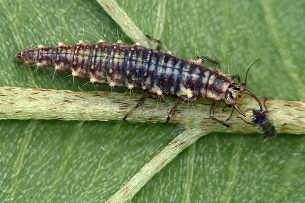 lacewing larvası