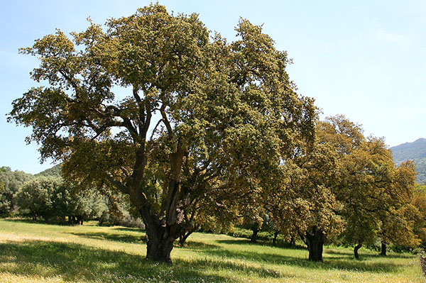 trær med unik bark
