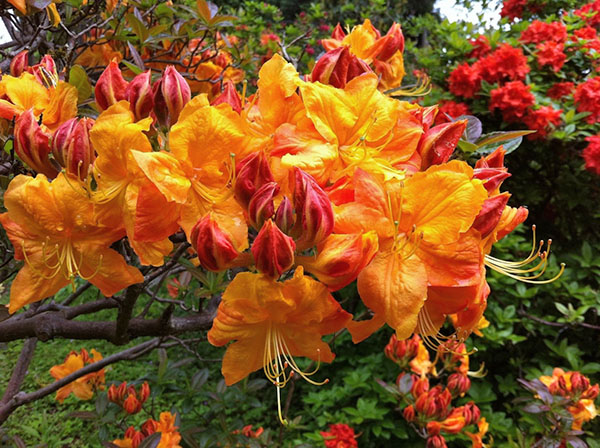 I alvorlig varme fordamper blader av rhododendroner giftstoffer og essensielle oljer