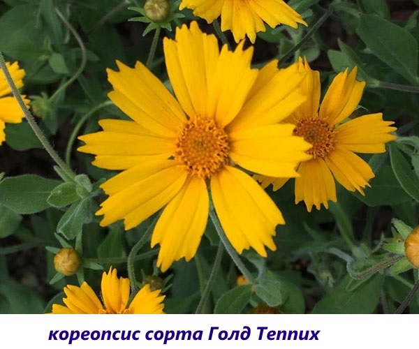 Coreopsis Gold Teppich