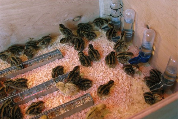 Prva hrana za piščance so kuhan jajca s sesekljanim lupinam