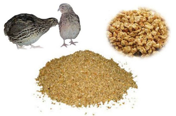 Feedstuff for quails