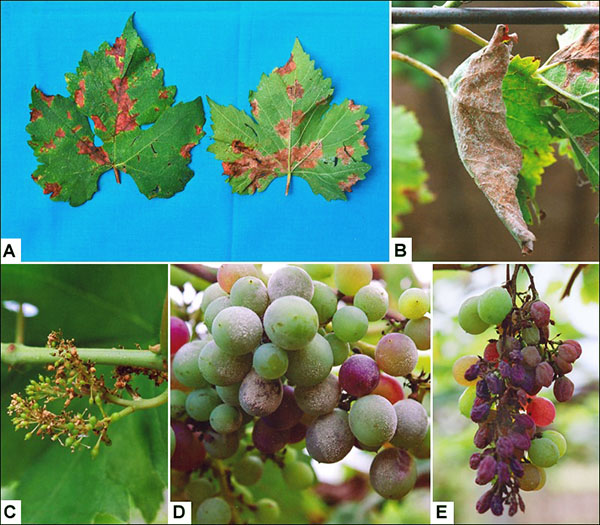 霉菌影响灌木葡萄的所有部分