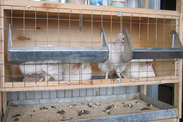 Conteúdo de frangos em gaiolas