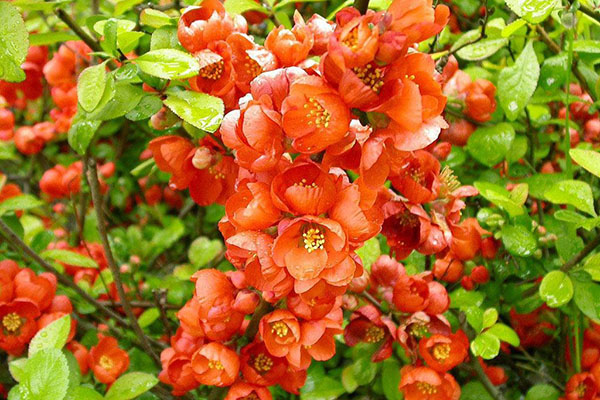 berbunga quince Jepun
